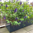 Gepoedercoat staal plantenbak Rechthoek XL 160x50 H=30 cm - Antraciet (RAL7016) MET bodemplaat